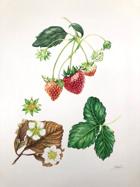 植物を楽しむボタニカルアート | 定期コース