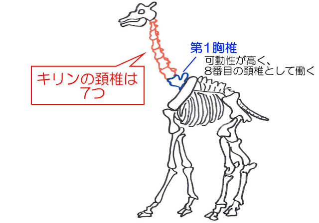頚椎（首の骨）の数はいくつある？