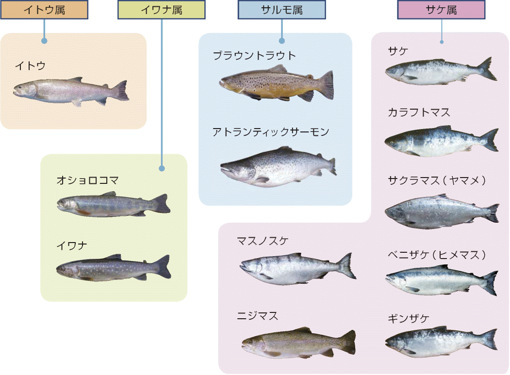 salmon_01.png