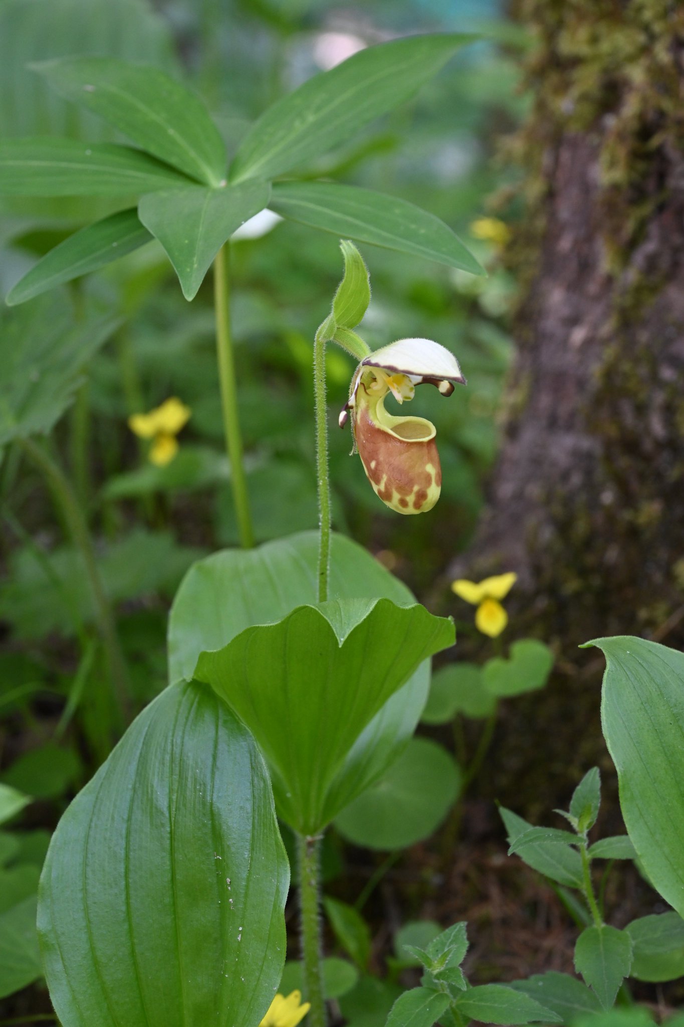 キバナノアツモリソウが開花しました。 | 鳳凰小屋 | 南アルプス 鳳凰三山