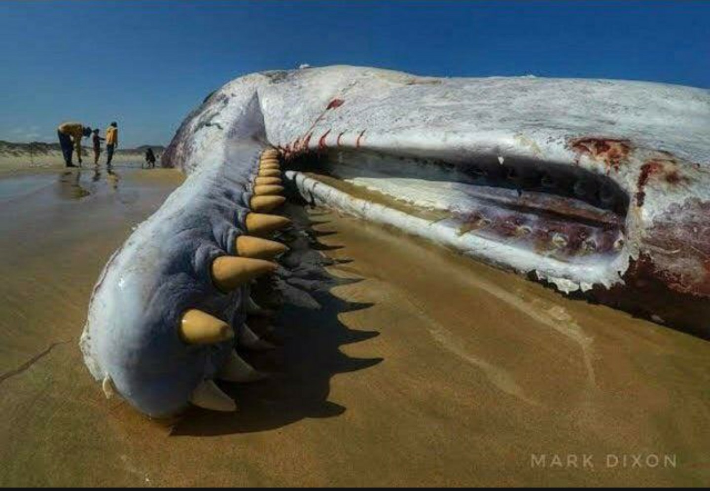 マッコウクジラの歯の配列 : r/natureismetal