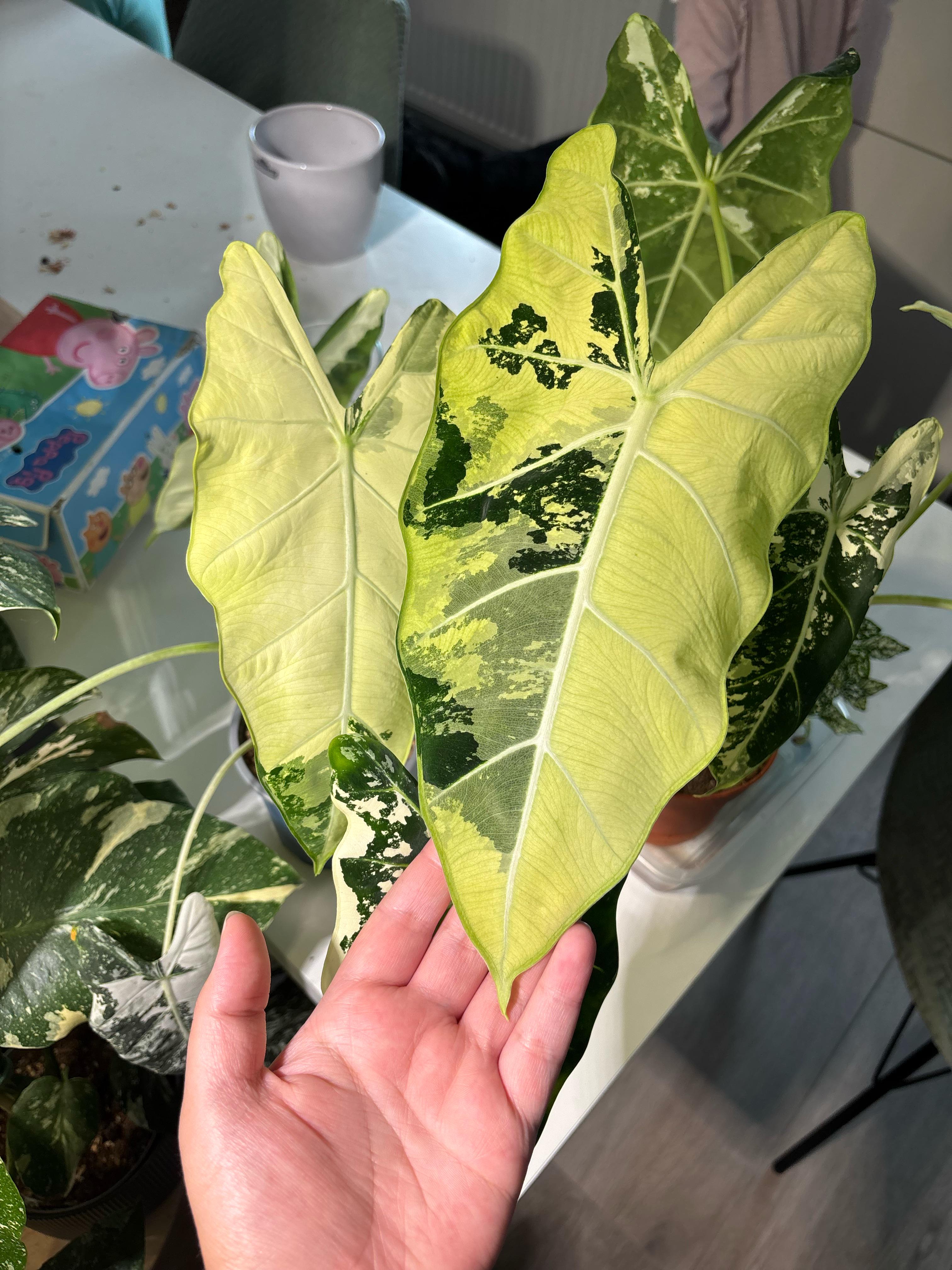 斑入りのアロカシア・フライデック - 黄色/白 : r/alocasia