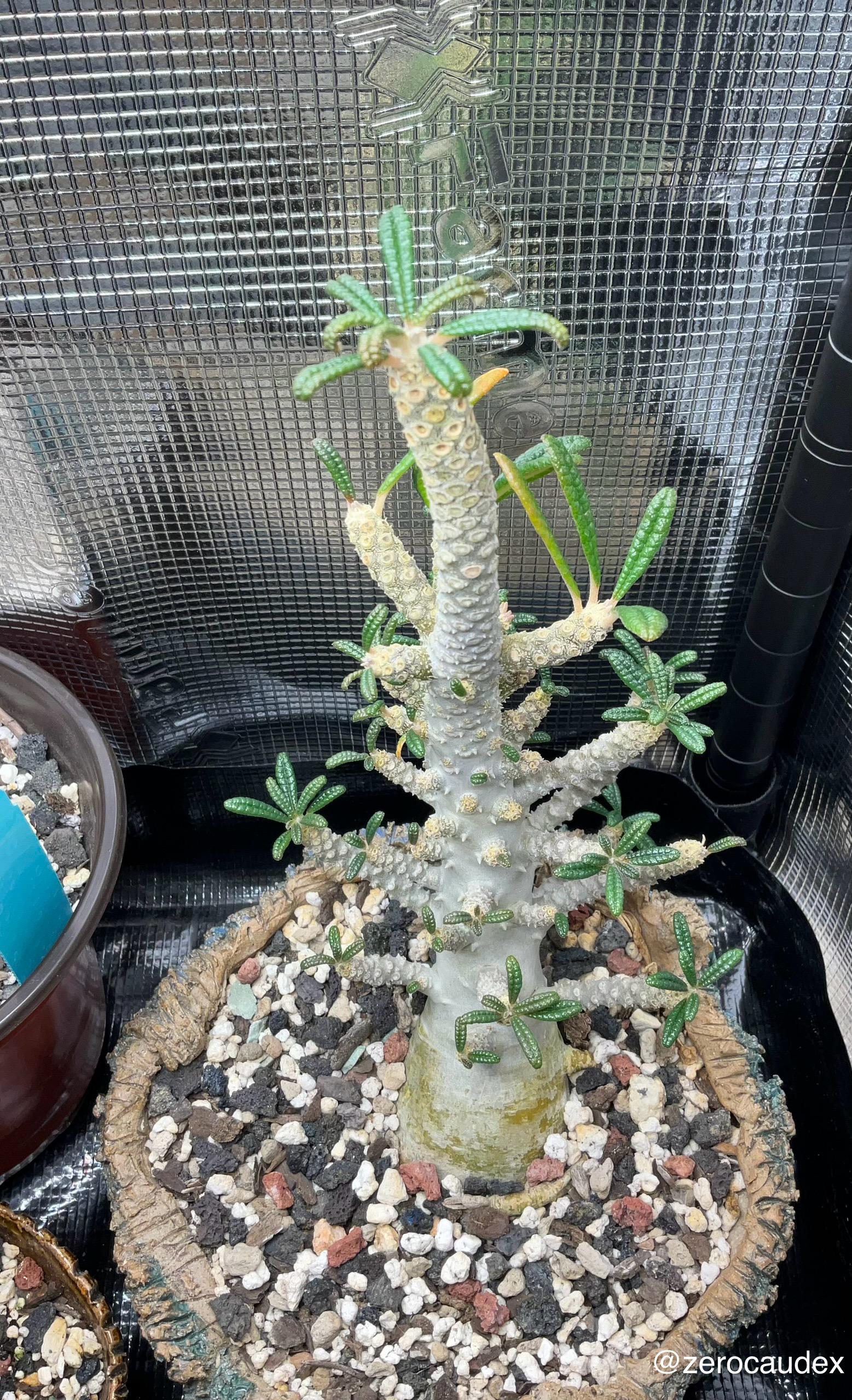 Dorstenia gigas f. bullata : r/Caudex