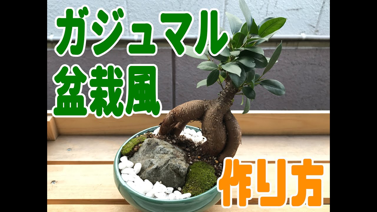 パパチャンネル【ガジュマル盆栽風仕立て】 - YouTube
