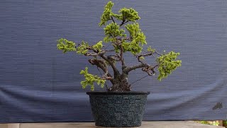 Making a compact shape out of a neglected Ezo pine tree using wire