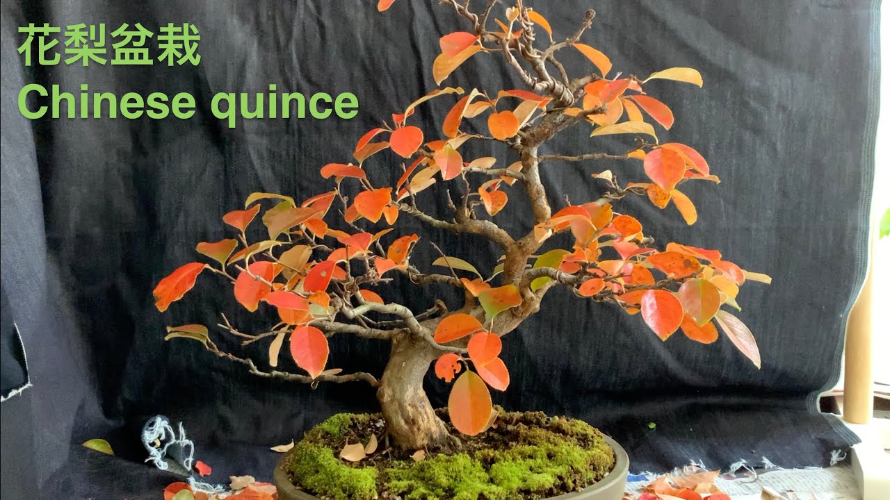 花梨 Chinese quince - YouTube
