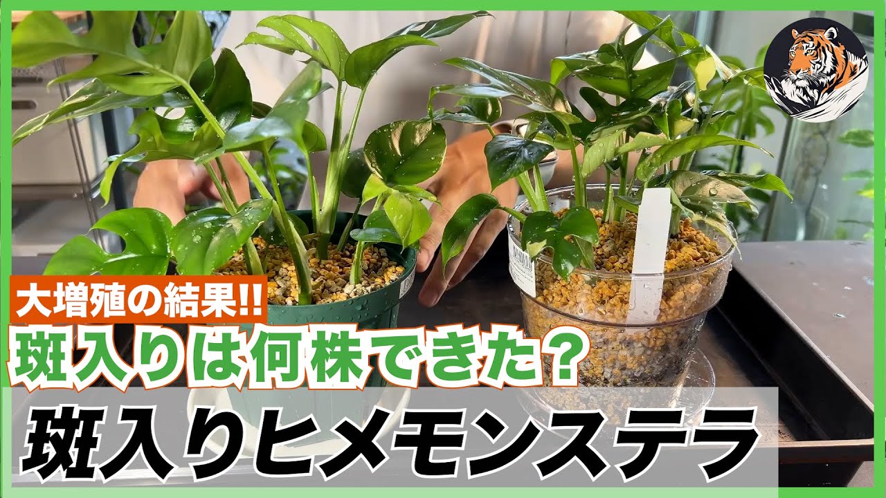 ヒメモンステラ】大成功!!斑入りヒメモンステラを増殖したら斑入りは何