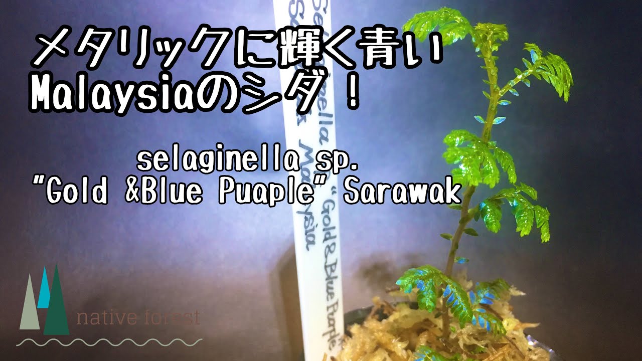 メタリックに輝くセラギネラを入手！【selaginella sp.