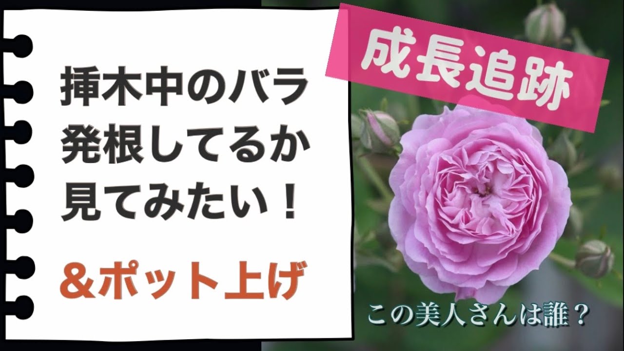 How to check if a rose has rooted during cuttings and how to pot