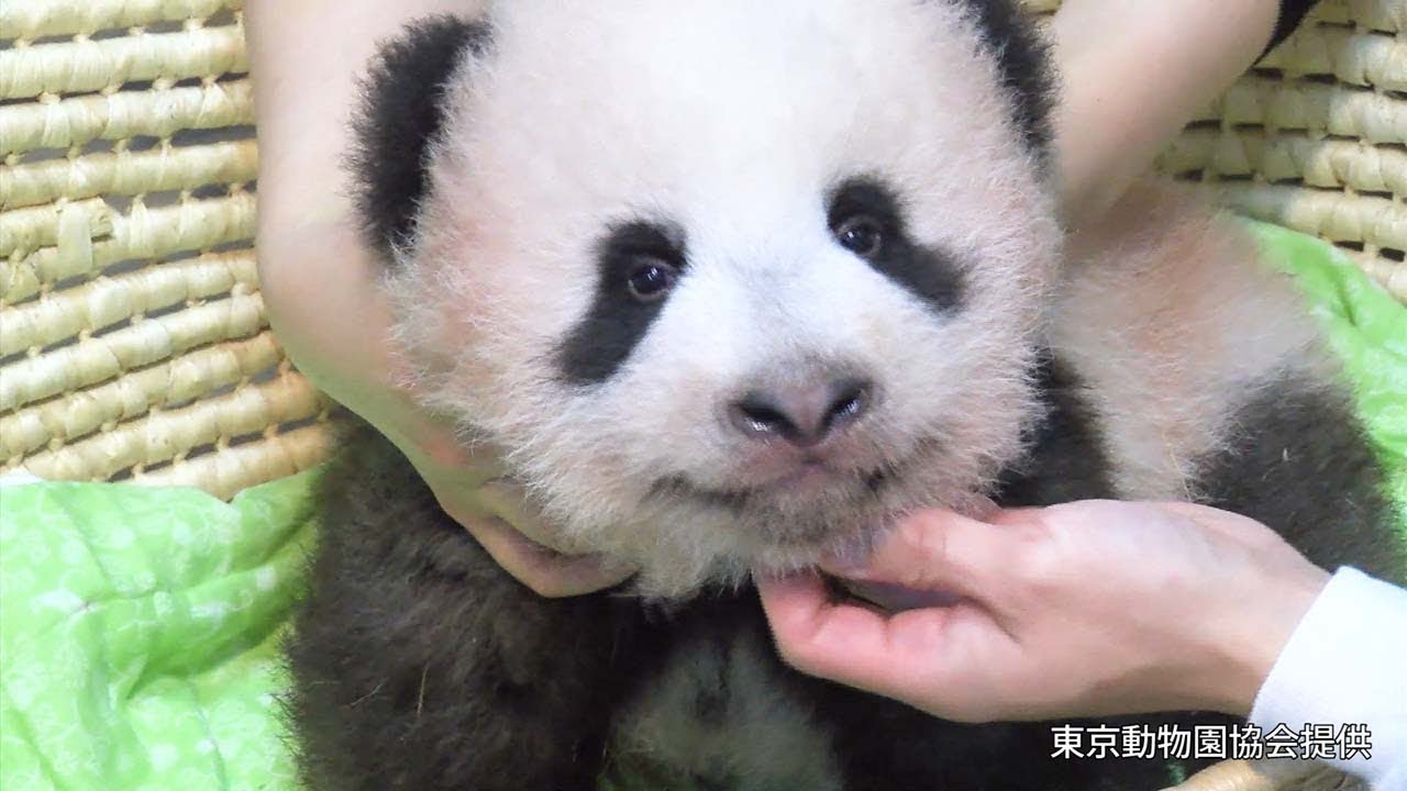 もののけ京都 英語版 Panda Parent and cub パンダの親子 もののけ京都