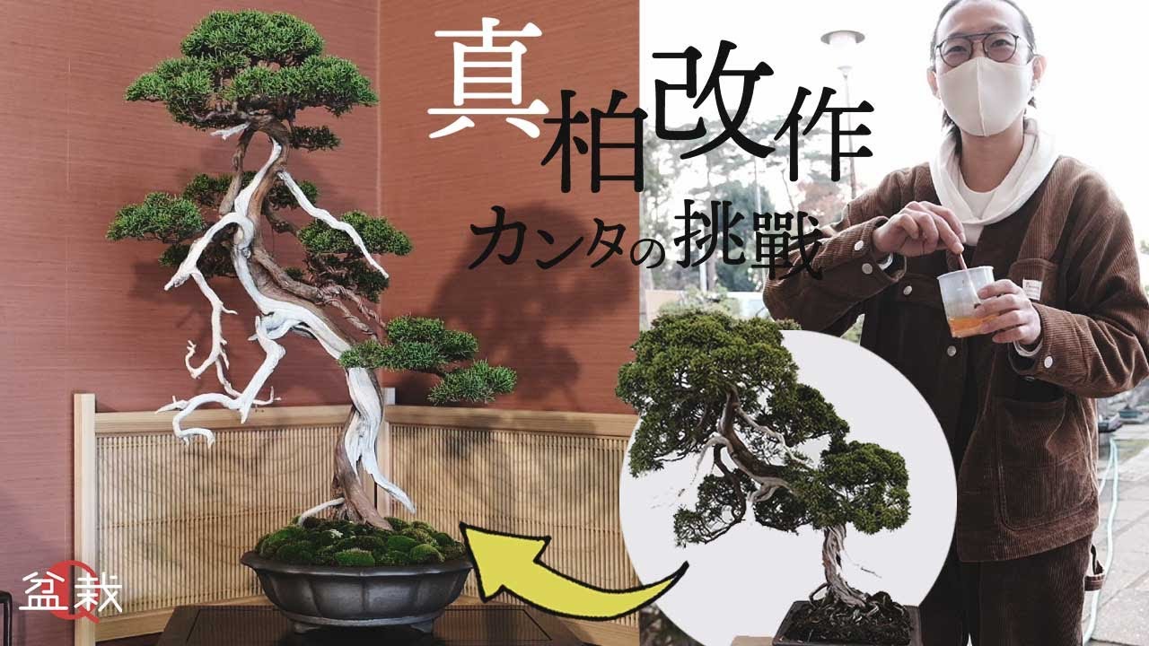 真柏改作】若手盆栽家22歳、カンタの挑戦【盆栽Q】 - YouTube