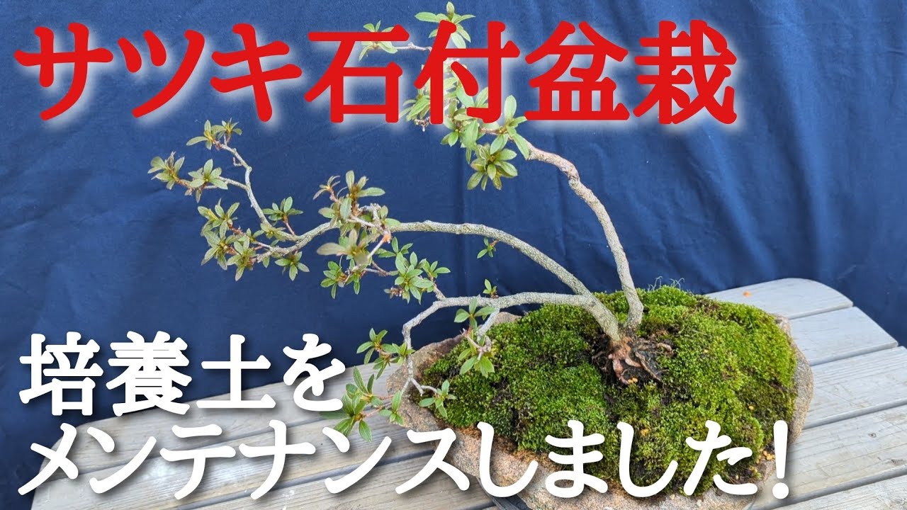 We maintained the potting soil for our Satsuki bonsai with stone