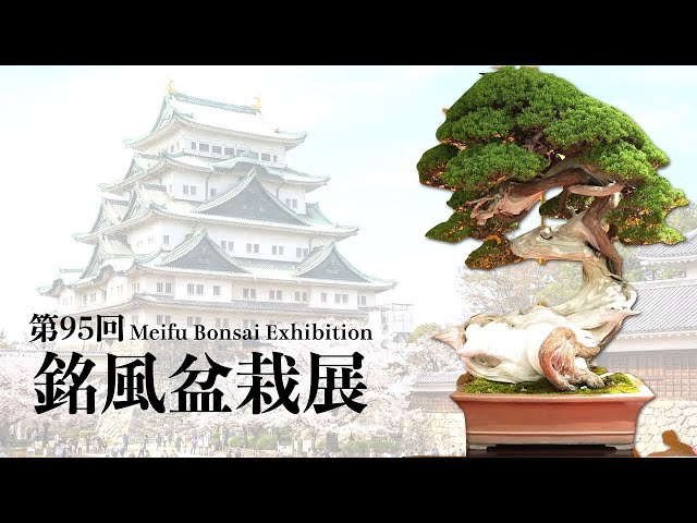 4K] 第95回 銘風盆栽展 - YouTube