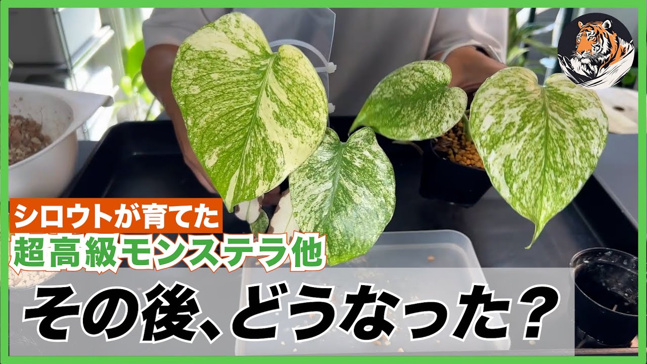 モンステラ・デリシオーサ・オーシャンミント成長記録・育て方