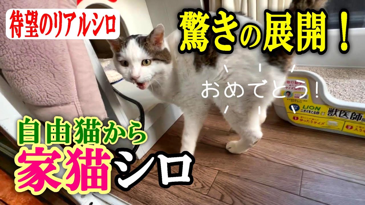 From a free-roaming cat to a completely indoor cat] Shiro's new