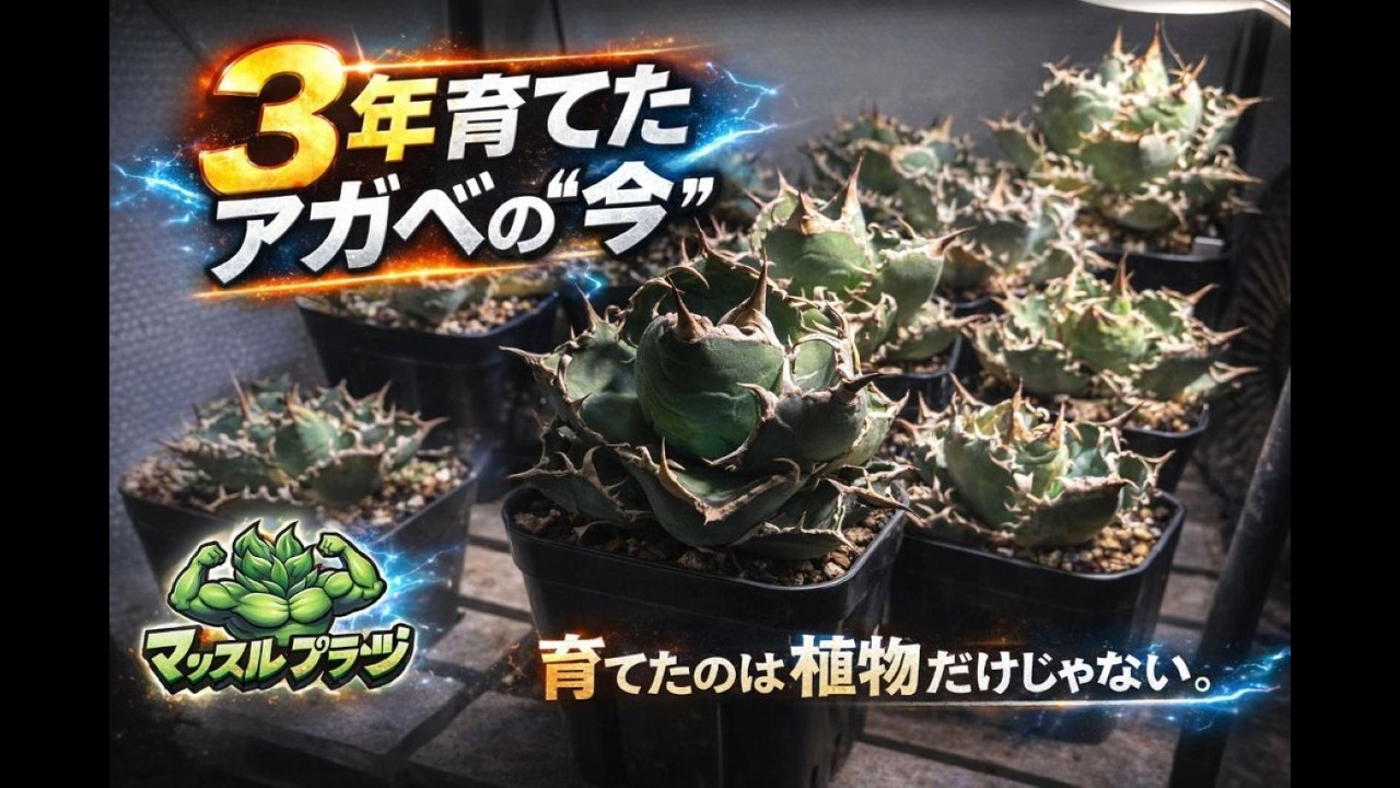 Current status of six agave plants I've grown for over three years