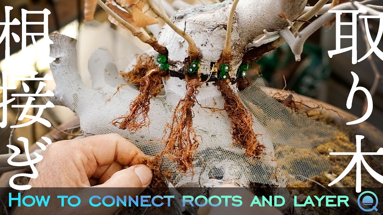 How to root another tree and layering [Bonsai Q] - YouTube