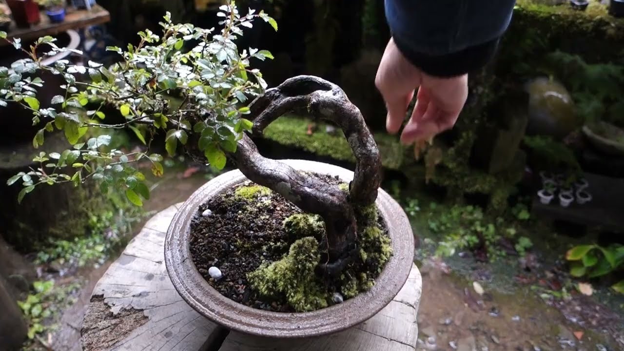 Bonsai diary】 ヤブツバキ(山採り素材）針金掛け ♯355 - YouTube