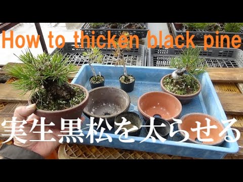 盆栽工房 春嘉 - YouTube