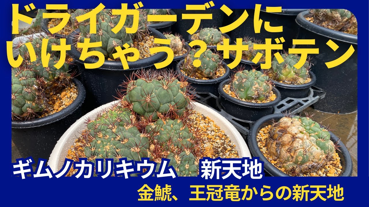 NEW』金鯱の次はこれ！？ドライガーデンに新天地 - YouTube