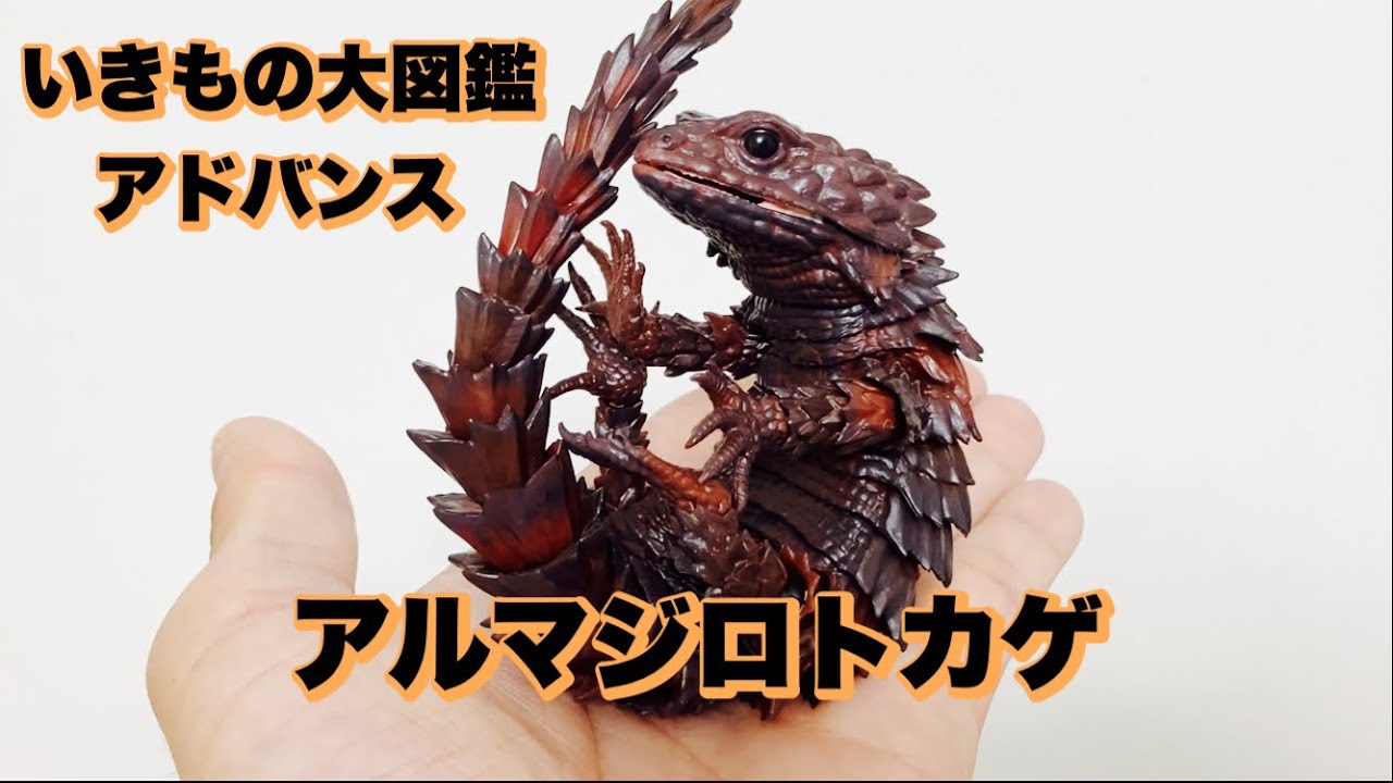 2000円のトカゲガチャ！【いきもの大図鑑アドバンス】アルマジロトカゲ