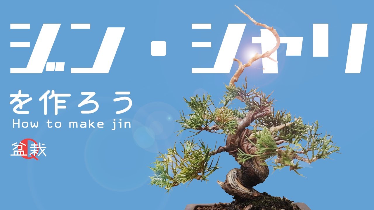 真柏】初心者でも楽しめるテンジン・シャリ作り！【盆栽Q】How to make
