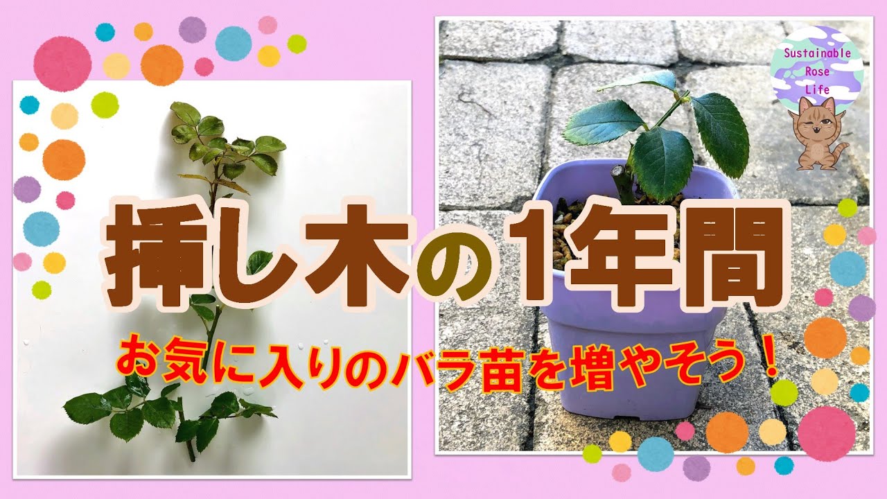 挿し木の1年間】お気に入りのバラ苗を増やそう！ - YouTube