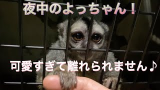 夜のヨザルのよっちゃんに会うと離れることができません・・・ Nobody