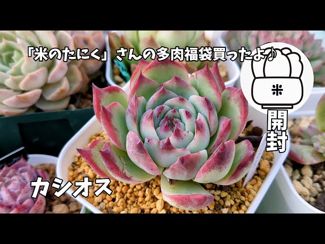 多肉植物】米の多肉さんで2024年多肉福袋を購入したので開封するよ