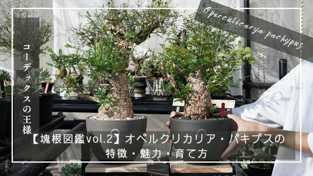 塊根図鑑vol 2】Operculicarya pachypus（オペルクリカリア・パキプス