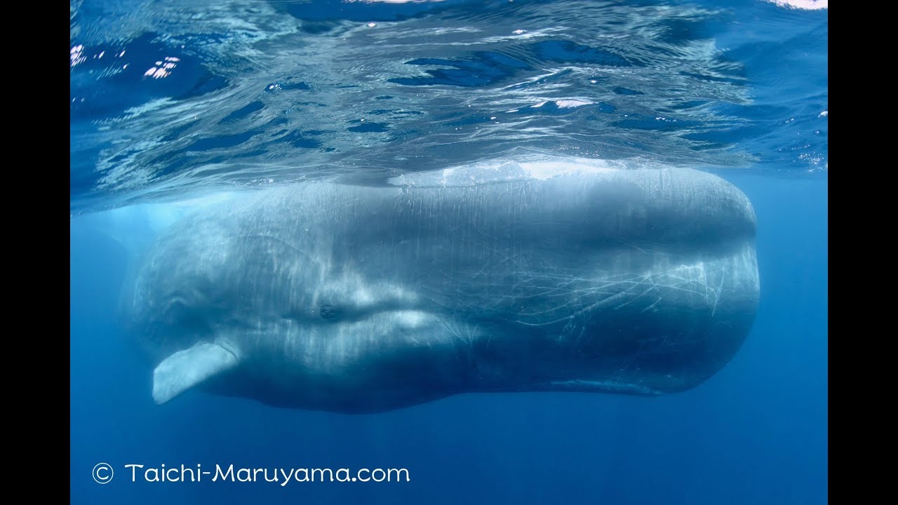 🐳超特大！オスのマッコウクジラ／Huge Male Sperm Whale - YouTube