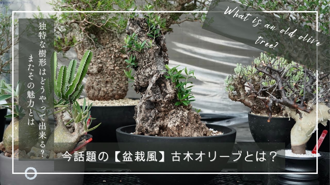 今話題の【盆栽風】古木オリーブとは？独特な樹形はどうやって出来る