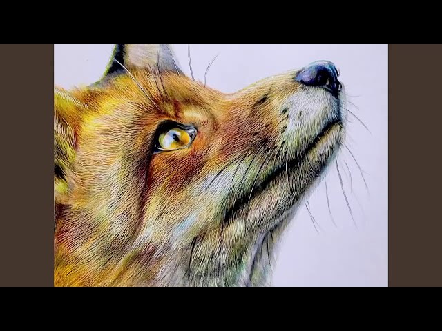 色鉛筆でキツネを描きました。I drew a fox with colored pencils