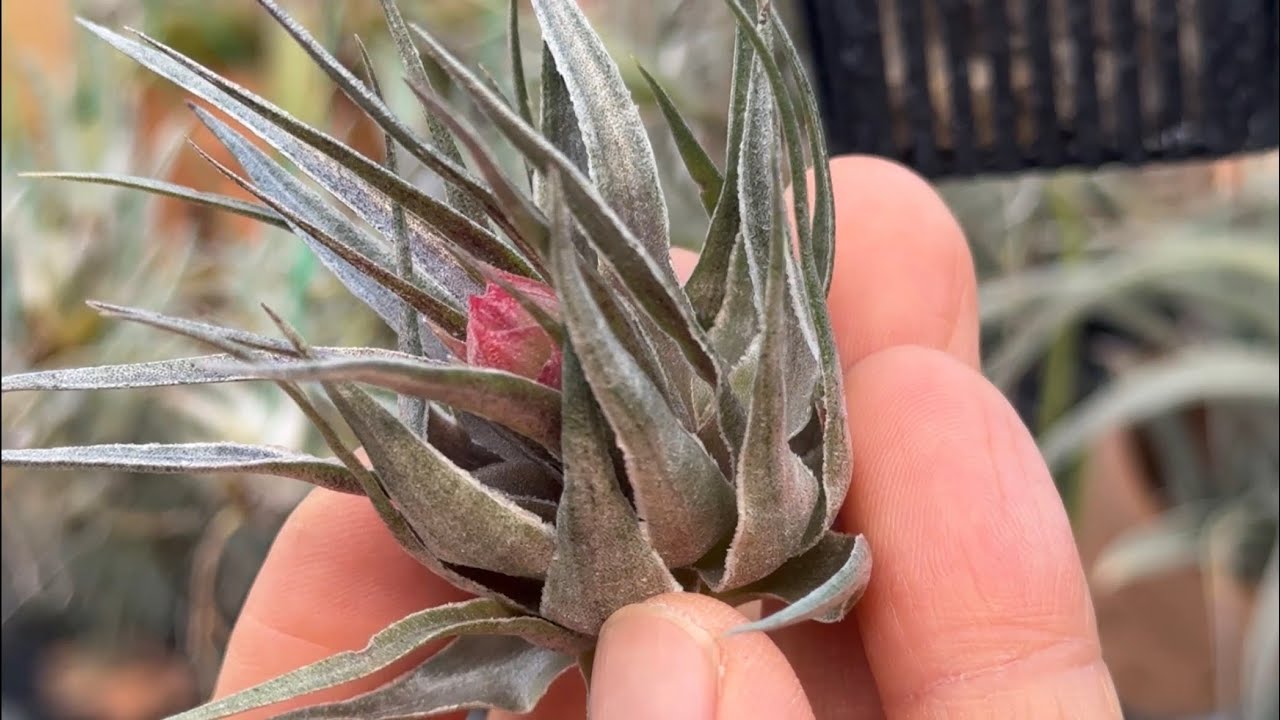 メタリックシルバーな輝き！＊チランジア カウツキーTillandsia