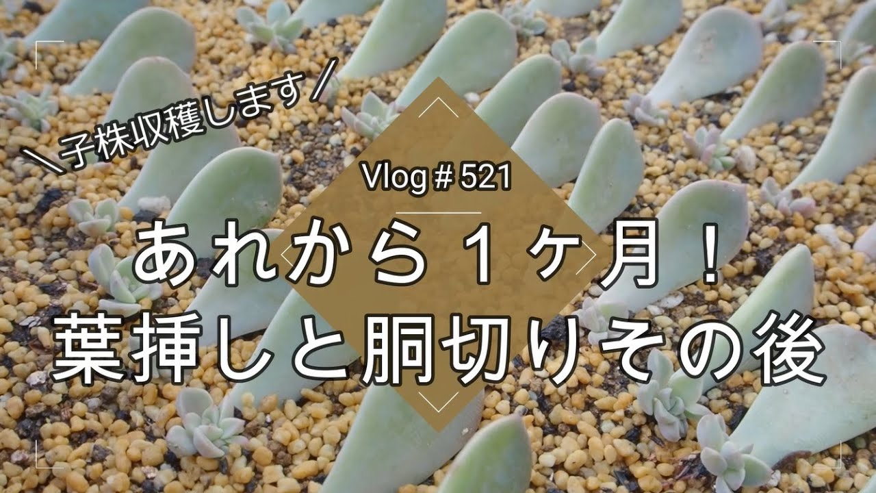 Vlog521】【多肉植物】あれから1ヶ月！葉挿しの様子と胴切りのその後