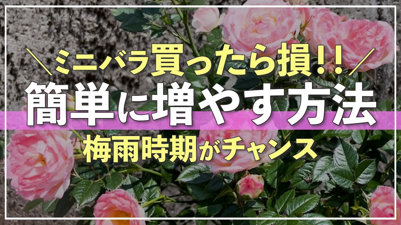 hq720.jpg?sqp=-