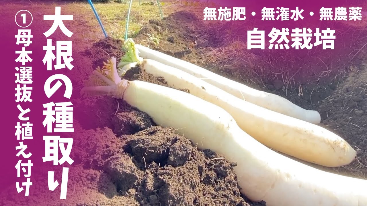 もう種は買わない。簡単！#固定種大根 の種を取ろう①【#自然栽培