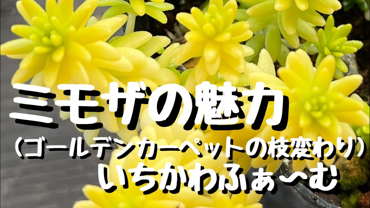 ミモザの魅力 - YouTube