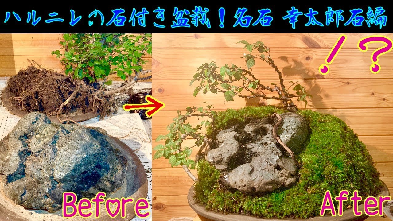 How to create a Japanese Elm bonsai with a stone - ^Elm famous