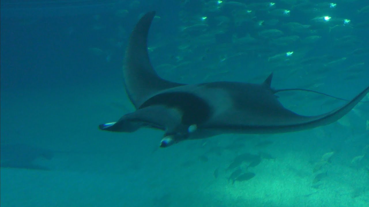 イトマキエイ ふわりと泳ぎます 【海遊館】Osaka Aquarium Kaiyukan