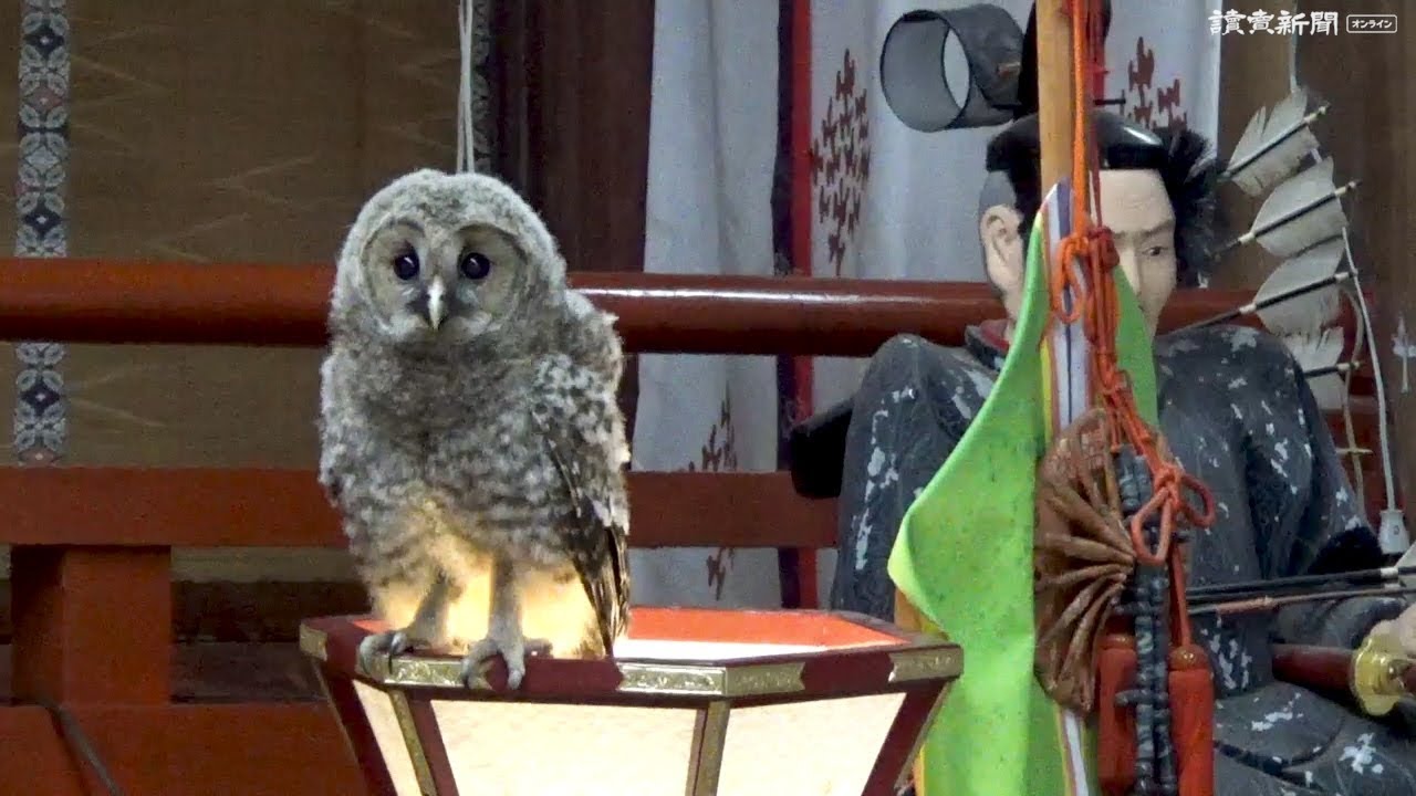 神社にフクロウの「フクちゃん」すみつく 山口・防府の宇佐八幡宮