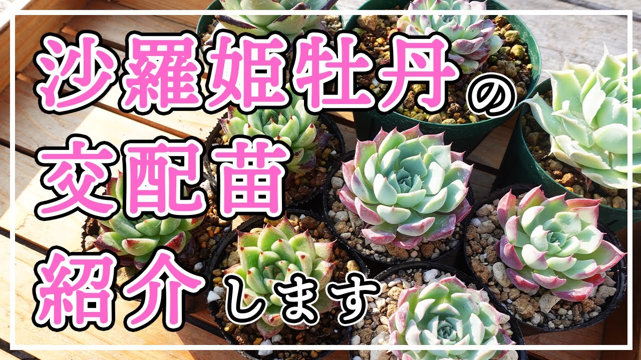 多肉植物】交配苗の紹介第6弾。沙羅姫牡丹の交配苗は爪が出たり染まり