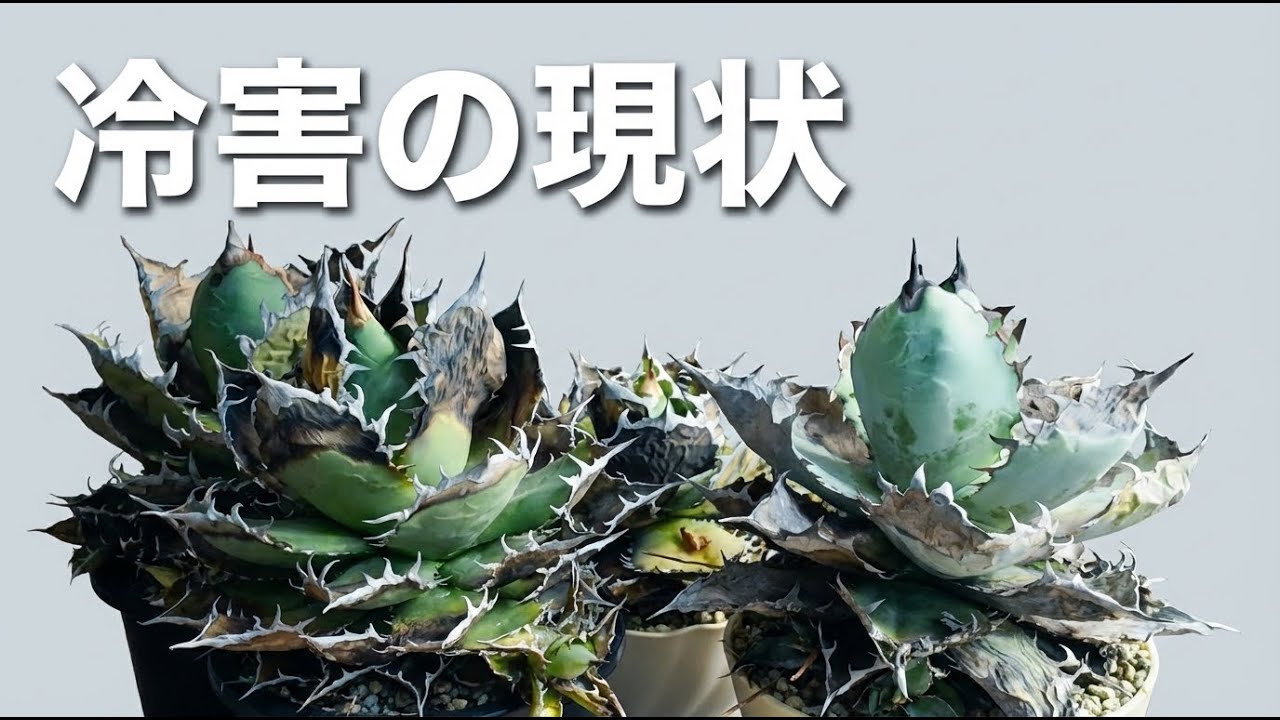 ① メルカリでセンペルビウム（多肉植物）の抜き苗を買う！早速開梱し