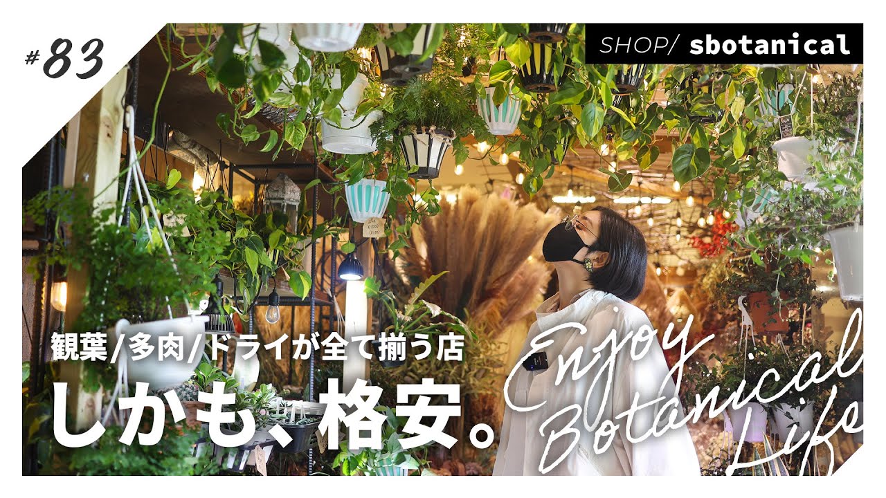 Houseplants/Agave/Tuberous Roots] Yokohama's pride and joy: A