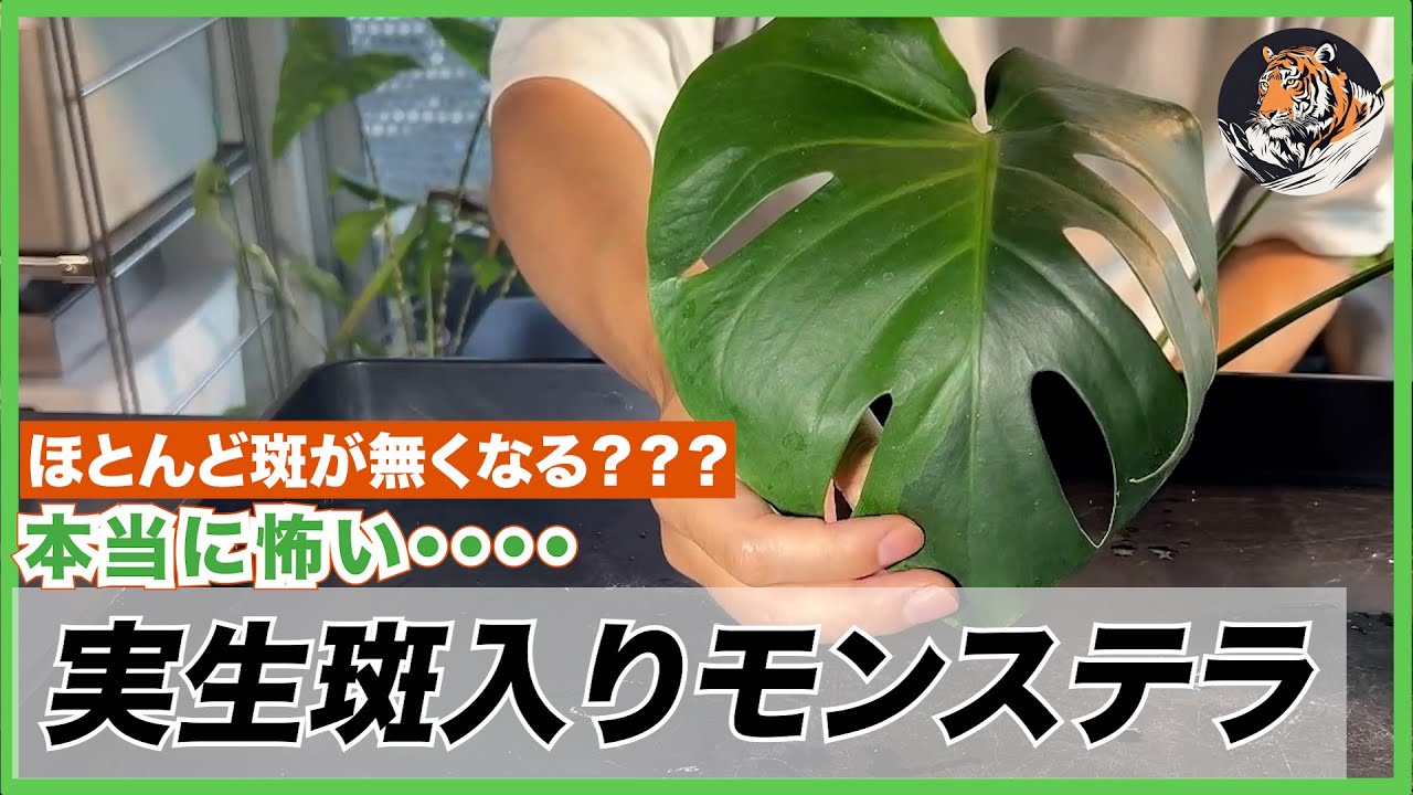 モンステラ】斑がすぐに無くなる？本当に怖い実生斑入りモンステラの