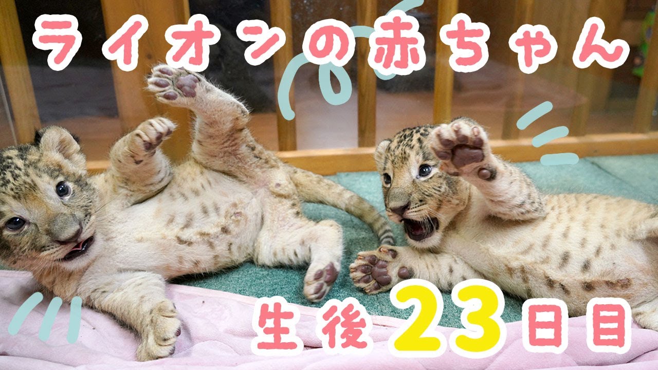 ライオンの赤ちゃん 🐾（生後23日目） - YouTube