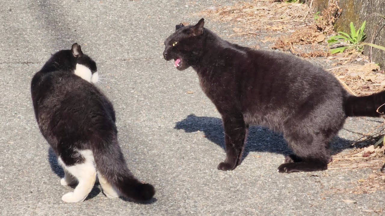 I mediated the fight between the black cat and the tuxedo cat