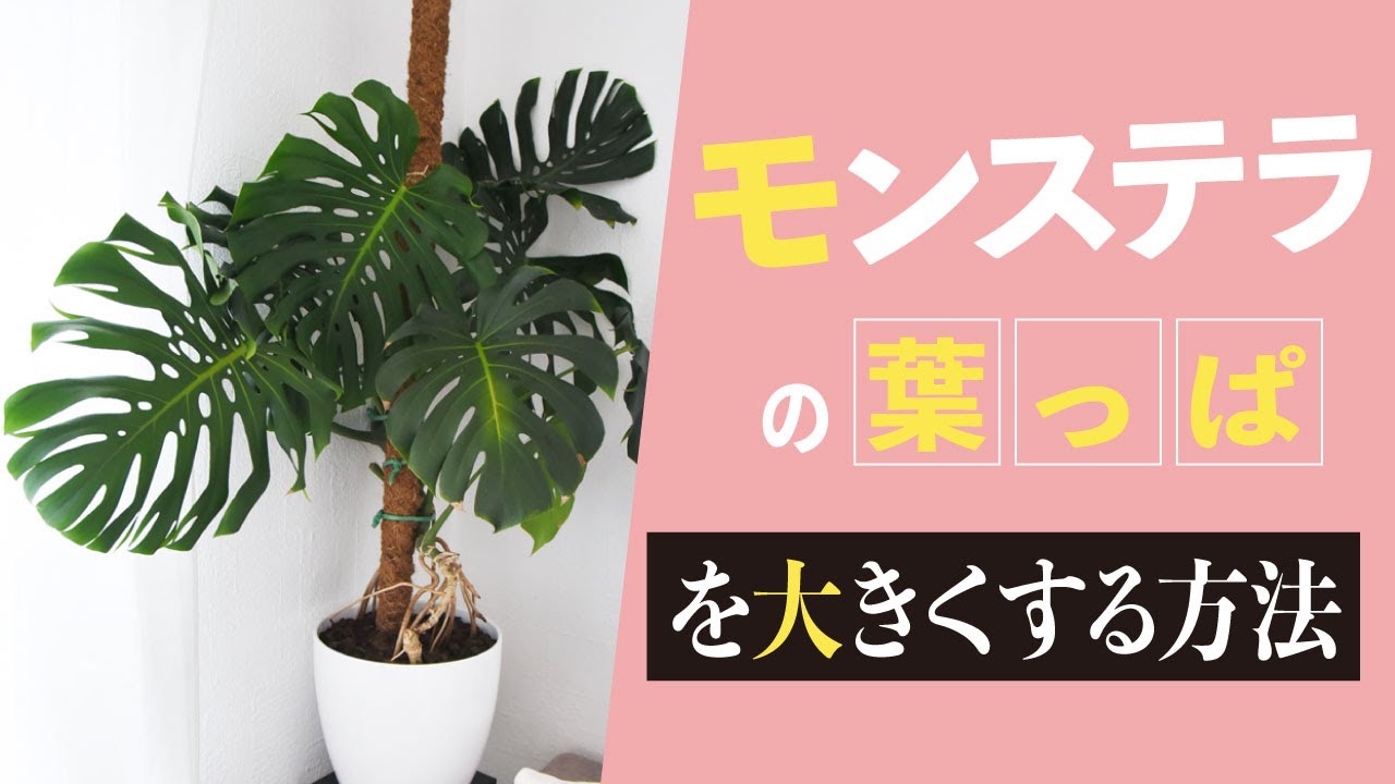 How to make Monstera leaves bigger and how to split them - YouTube