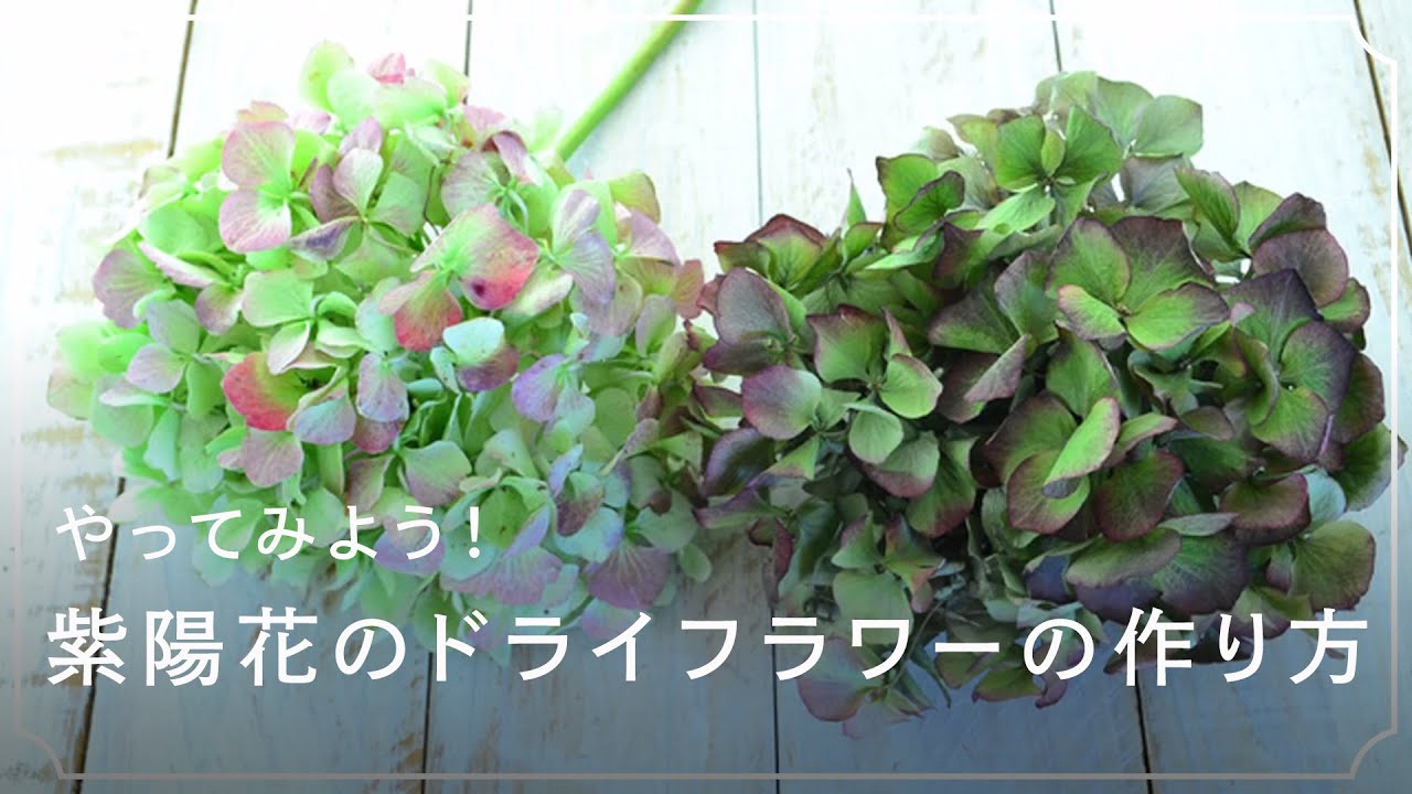 紫陽花のドライフラワーの作り方｜きれいに乾燥させるコツ | LOVEGREEN