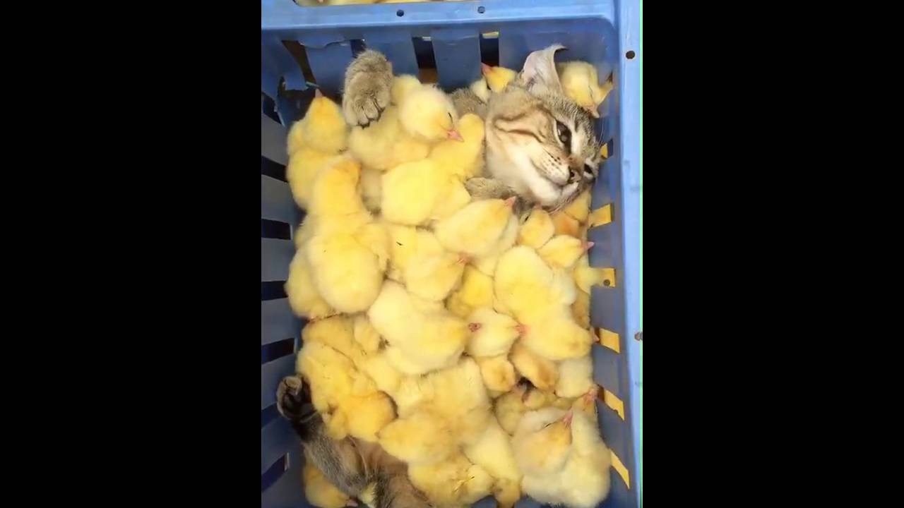 ニャンコ in ヒヨコの海！謎シチュエーションだけど恍惚の表情｜ねこナビ